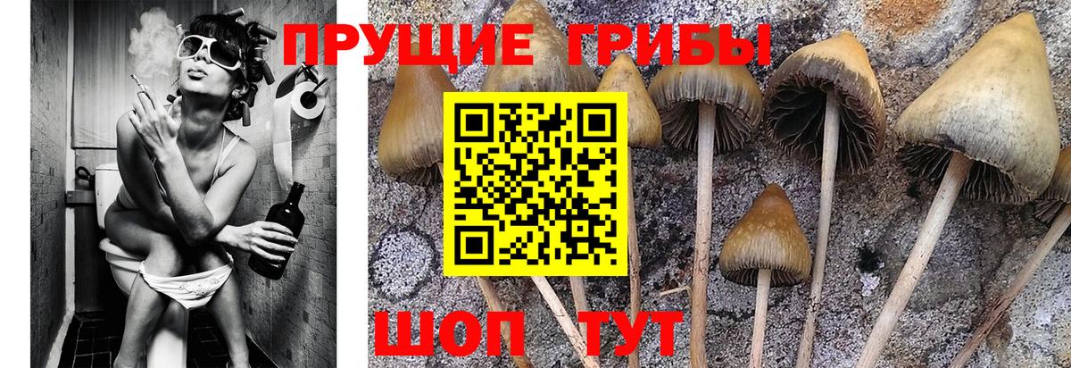 Галлюциногенные грибы прущие грибы Горячий Ключ